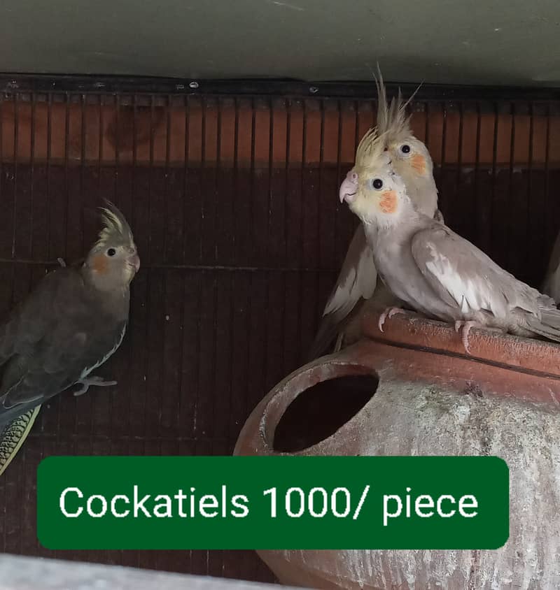Love birds and Cockatiel / Cocktail for sale 7