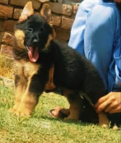 German shepherd dog black mass long coat Male 2 months for sale