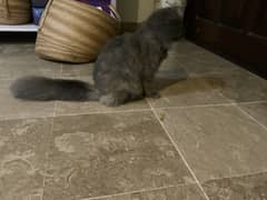 7 month grey Persian cat, triple coated