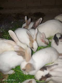 18 male and female rabbits RS 600 one piece