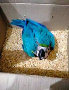 blue macow parrot chicks for sale 03196126601