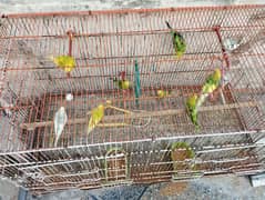 05 Pairs of Budgies and a Cage