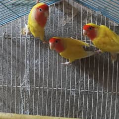 3 parrot with cage