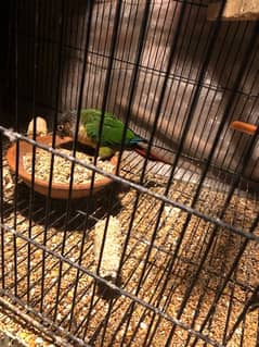 6 pieces conure for sale 3 yellow sided 1 pineapple 2 red factor