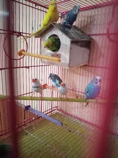 Birds for sale with gift
