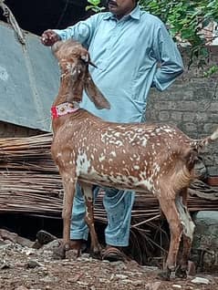 Maki cheeni    Gaban  bakri