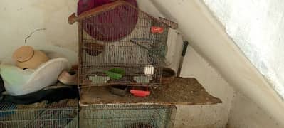 cage hen uss me sell krne h contact 03112464473