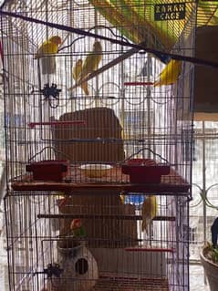 lovebirds with chicks and cage
