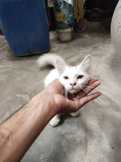 parsian cats for sale