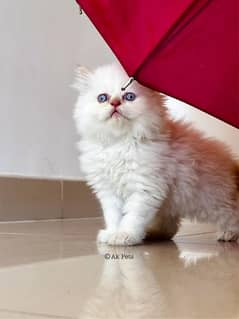 Persian kittens and cats available Whatsapp Number 03257190302 0