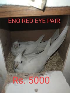 Cockatiel for Sale