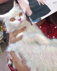 Persian female cat . Age 1.5 years