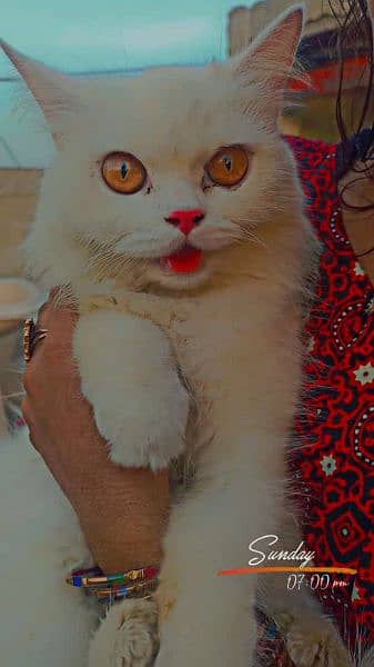 Persian female cat . Age 1.5 years 1