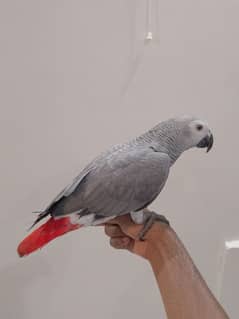 Sale for African Grey parrots Age 9 03243481930