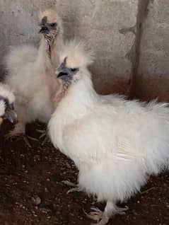 fancy hen white silkie (03047369155) whatsapp