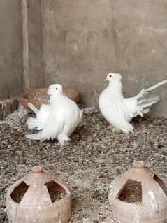 Fency pigeon Pair & Single peice Available