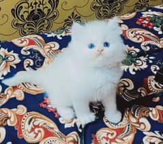 Persian