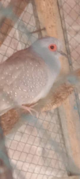 china dove red dove 100 perscent breeder pair 3