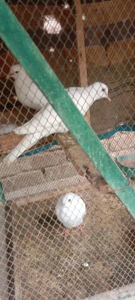 china dove red dove 100 perscent breeder pair 4
