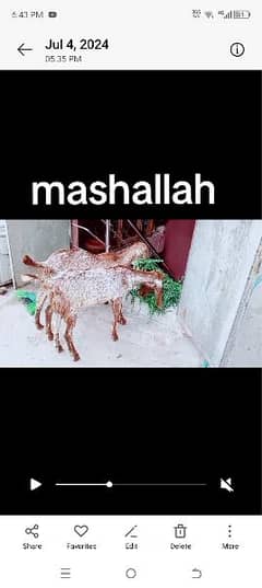 mashallah
