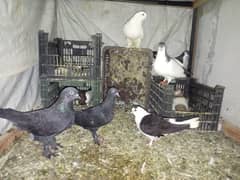 pigeon Sherazi  8 piece with one chick