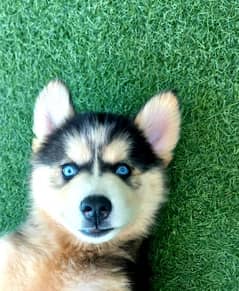 Siberian Husky Puppies both Male and Female with Blue Eyes for Sale