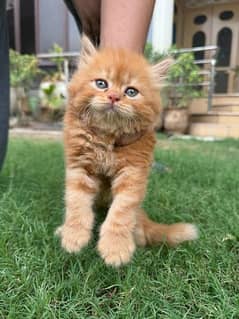 Ginger pure parsian cat