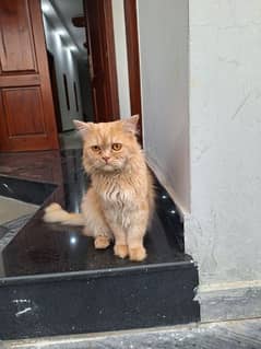 Persian cat triple coat
