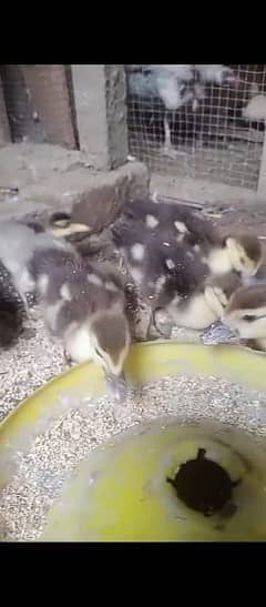 mascovy duck chicks mugh duck chicks russian ducks