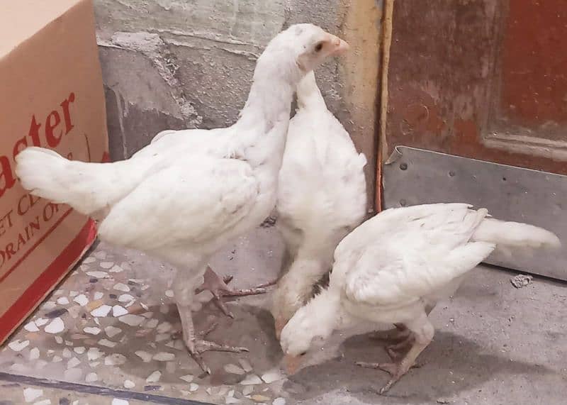 Heera paper white Aseel Chicks For Sale. 0