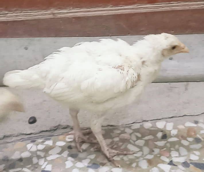 Heera paper white Aseel Chicks For Sale. 1