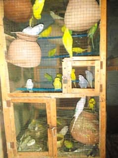 Budgies parrot set up available for sale