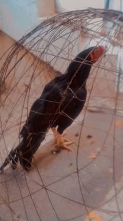 Aseel parrot beak cross lasani patha for urgent sale