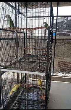 shed parrot and cage