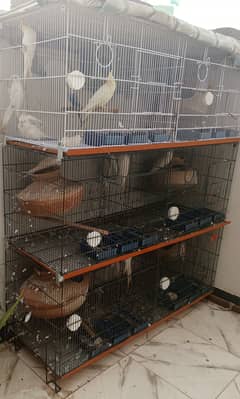 6 portion Cage and cockatiel pairs