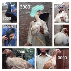 Aseel murgi hens (03058679192)