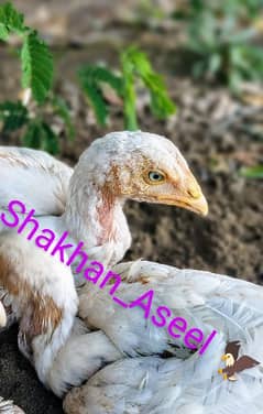 High Quality Heera pairs & Rampuri Aseel only male chicks  available