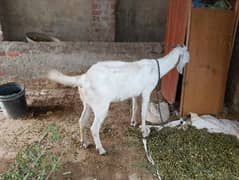 dondhi bakri