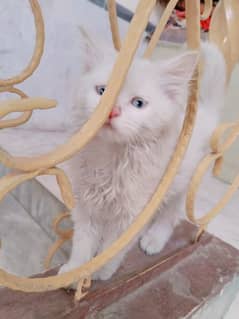 Persian triple coated male kitten 3 months