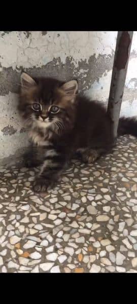 Persian female kitten 2