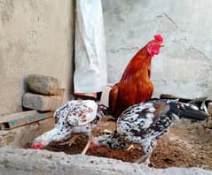 Aseel Cross Breeder Rooster & 2 Hens