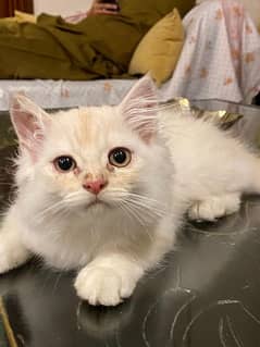 Persain kitten for sale