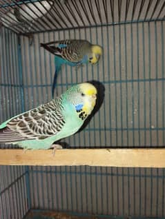 king size budgies for sale