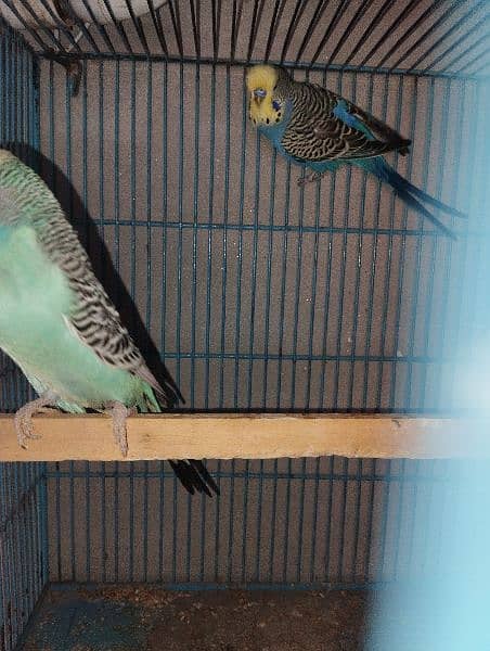 king size budgies for sale 1