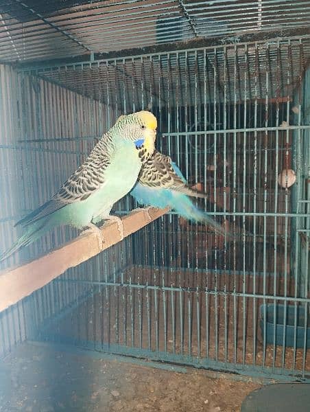 king size budgies for sale 2