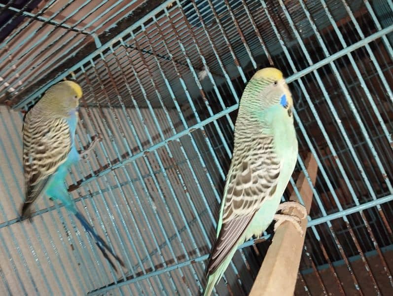 king size budgies for sale 3
