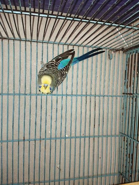 king size budgies for sale 4