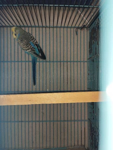 king size budgies for sale 5