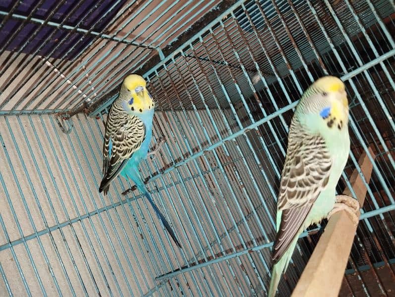 king size budgies for sale 6