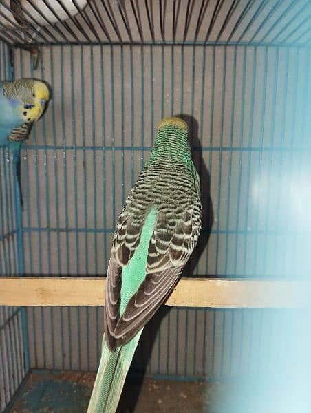 king size budgies for sale 7